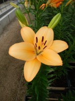 [5092 Menorca No02.JPG]